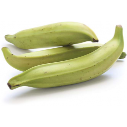 platano macho verde