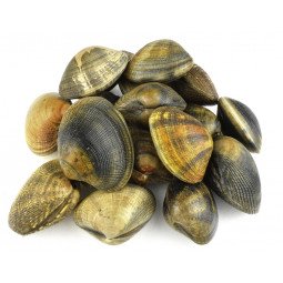 almeja japonica