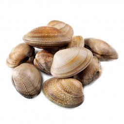 almeja fina