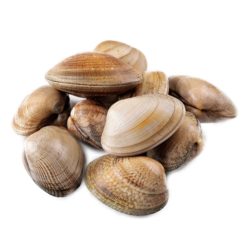 almeja fina