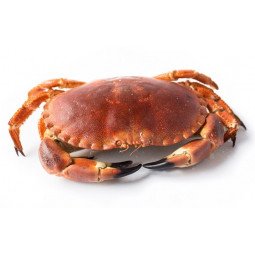 buey de mar