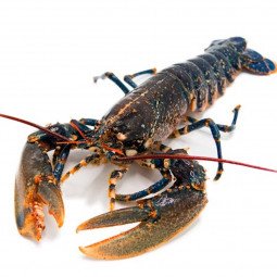 bogavante europeo