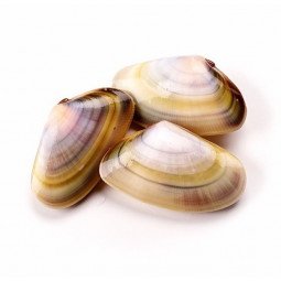 coquinas frescas