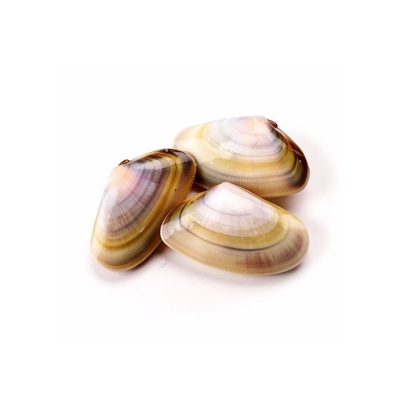 coquinas frescas