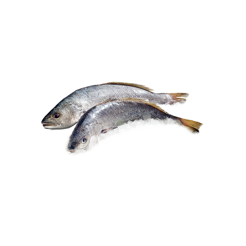 corvina fresca