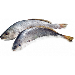 corvina fresca