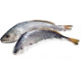 corvina fresca