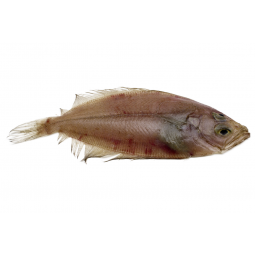 gallo de racion piezas de 500 gramos