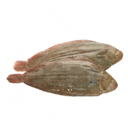 lenguado pequeño