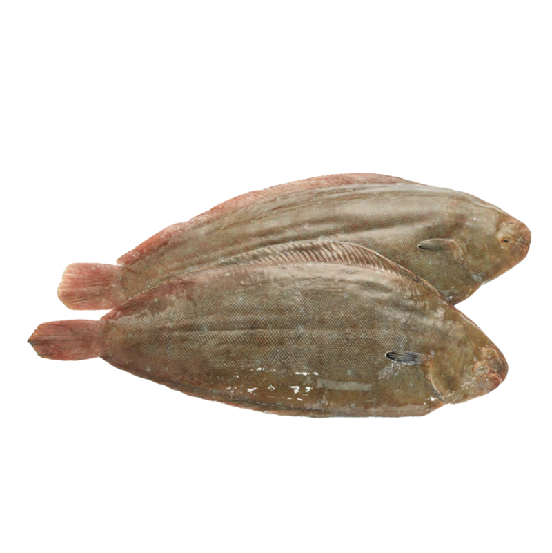 lenguado pequeño