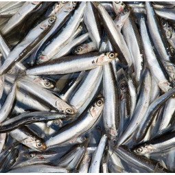 boqueron nacional frescos 1 kg