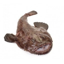 rapito