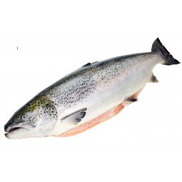 salmon entero fresco