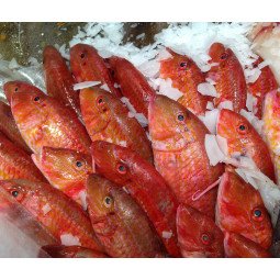 salmonetes de roca