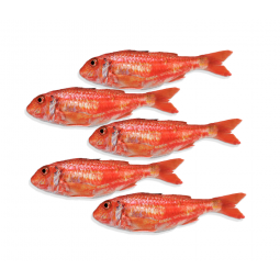 salmonetes de roca