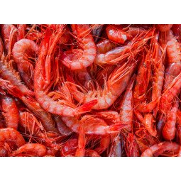 camarón periquito caja de 2,5 kg