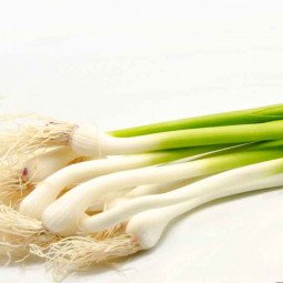 manojo de ajetes tiernos