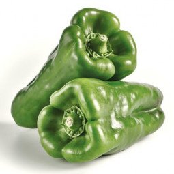 pimiento verde lamuyo