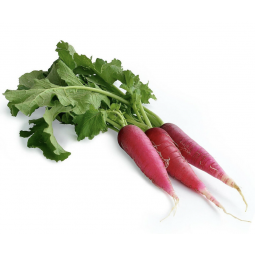 rabanillos largos manojo