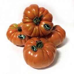 tomate rambo
