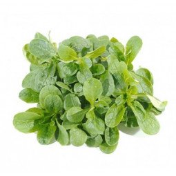 canónigos mache bandeja