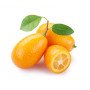 fruta kumquat