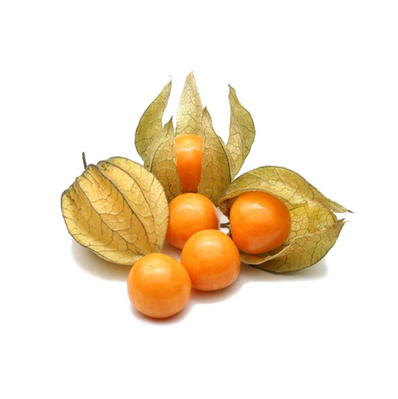 Physalis (Alquequenje) Bandeja