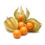 Physalis (Alquequenje) Bandeja
