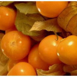 Physalis (Alquequenje) Bandeja