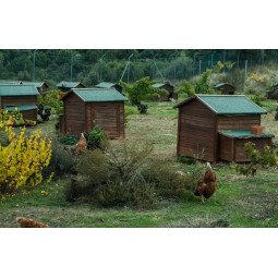 huevos ecológicos granjas redondo docena