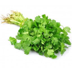 manojo cilantro fresco