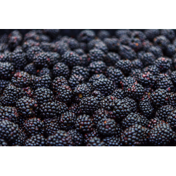 moras fruto