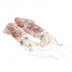 calamar nacional de potera