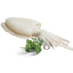 sepia fresca nacional