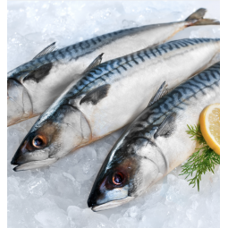 caballa fresca nacional