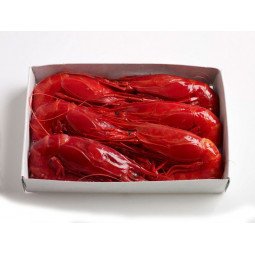 carabineros premium xl