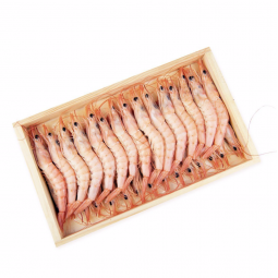 gamba blanca selecta xl