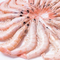 gamba blanca selecta xl