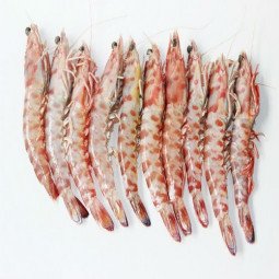 langostino salvaje tigre