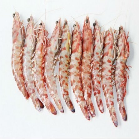 langostino salvaje tigre