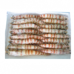 langostino salvaje tigre