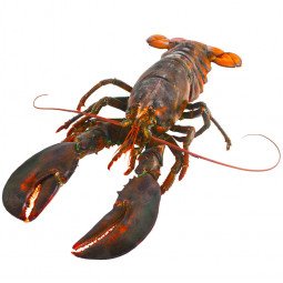 bogavante crudo congelado 550 gr