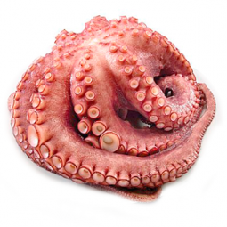 pulpo cocido entero 400-600 gramos