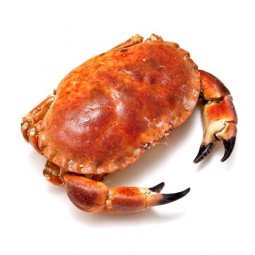 buey de mar cocido