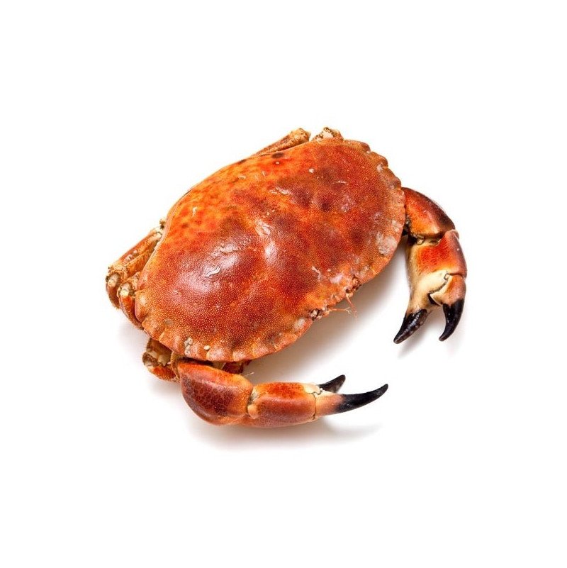 buey de mar cocido