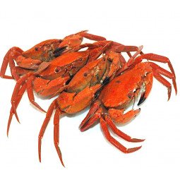 necoras cocidas categoria extra