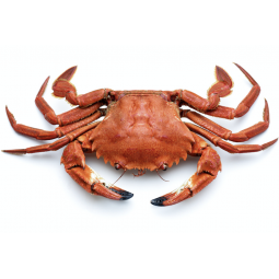 necoras cocidas categoria extra