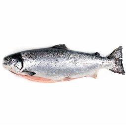 salmón noruego calidad superior pieza de 5,5, kilos