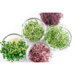microbrotes florette