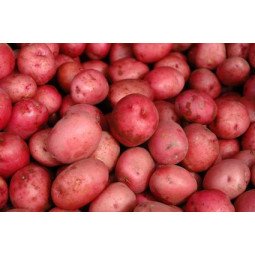 patatas rojas